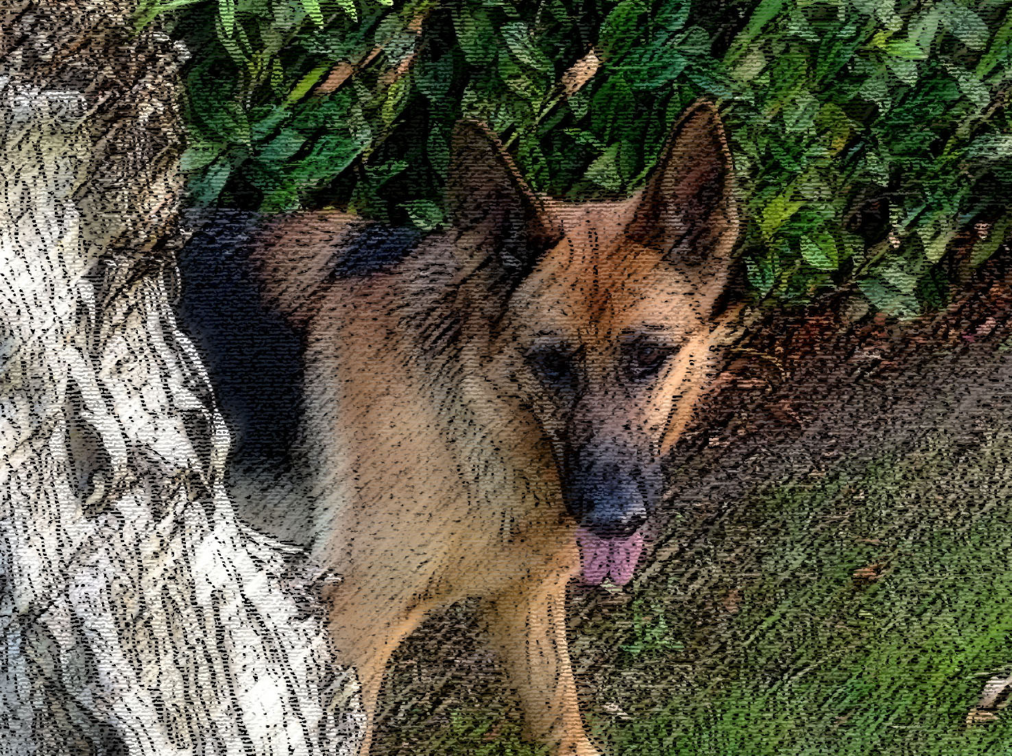 Immagine in primo piano in primo piano di Slalom in prossimità di un albero. (Per leggerne la descrizione proseguire nel link). Si vede il cane accanto all'albero, con sguardo intento, sullo sfondo dei cespugli.